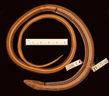 Media type: image;   Herpetology R-175743